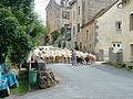 Agen d'Aveyron (12) : Troupeau de brebis
