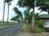 Capesterre-Belle-Eau, allee Dumanoir