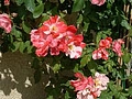 Printemps:  les roses