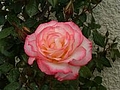 Printemps  : encore des roses