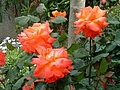 Printemps  : toujours des roses